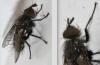 Lypha dubia